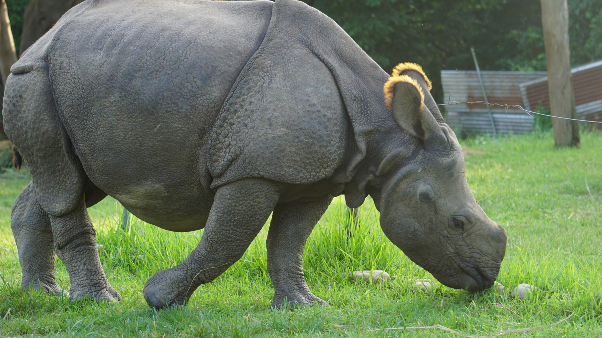 Best of Nepal — 9-Day Cultural & Wildlife Tour